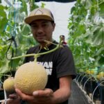 Panen Melon Ithanon di Almahasil Farm