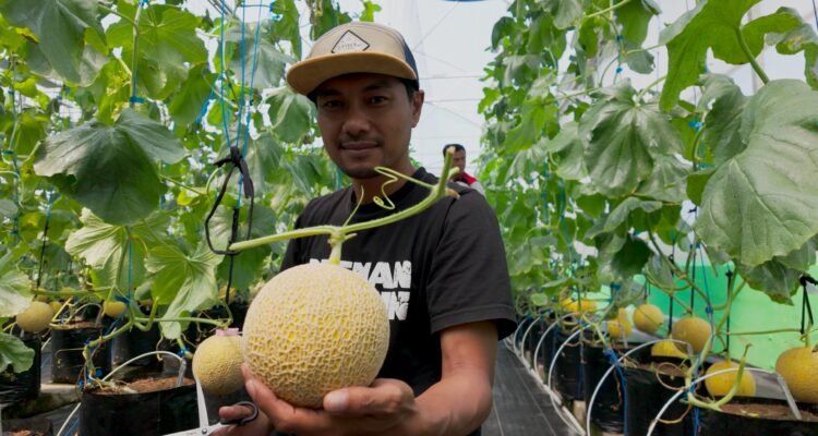 Panen Melon Ithanon di Almahasil Farm