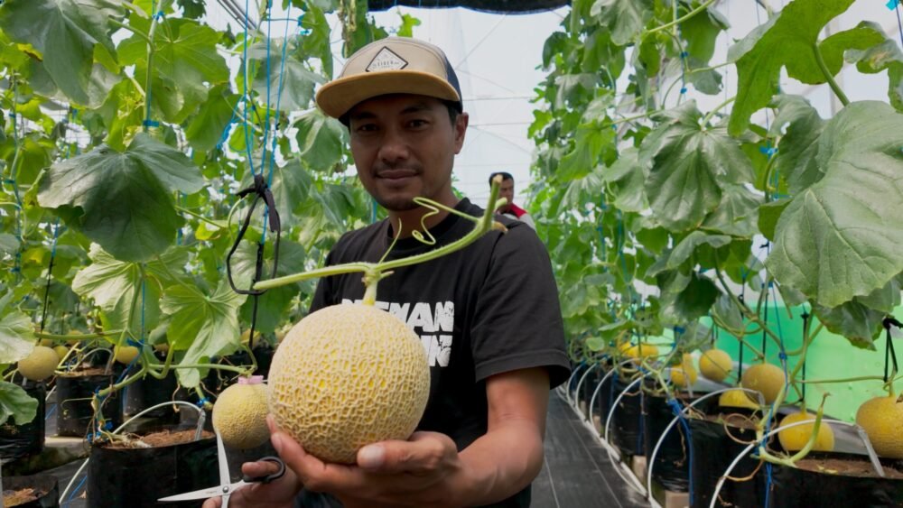 Panen Melon Ithanon di Almahasil Farm