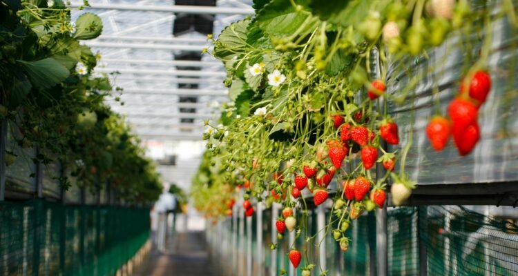 Kebun Strawberry-Unsplash