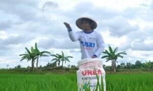 Petani Padi melakukan pemupukan di lahan sawahnya dengan pupuk urea subsidi - Istimewa