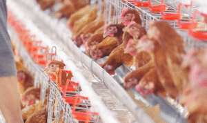 Peternakan-ayam-Petelur_PetikHasil