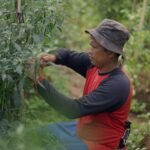 Petani Cabai, Cililin