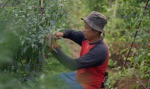 Petani Cabai, Cililin