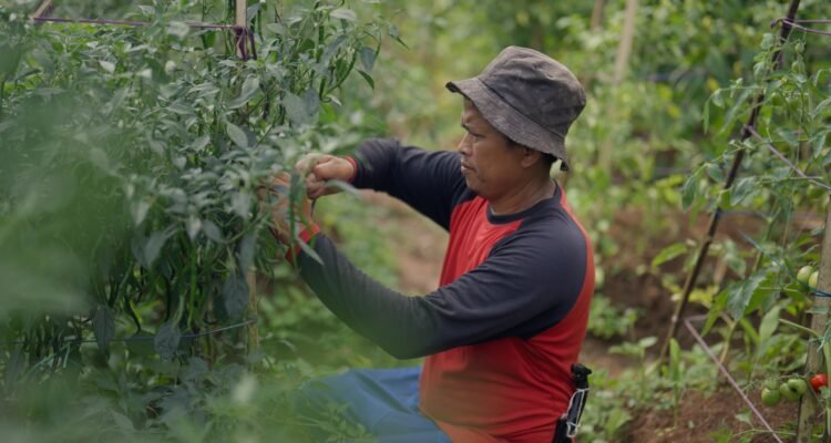 Petani Cabai, Cililin