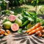 jambu, kunyit, bayam, wortel