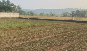 Kacang Tanah Petani Kuningan