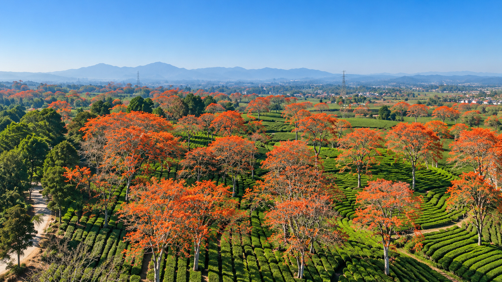 Photo Pohon Dadap di Pangalengan