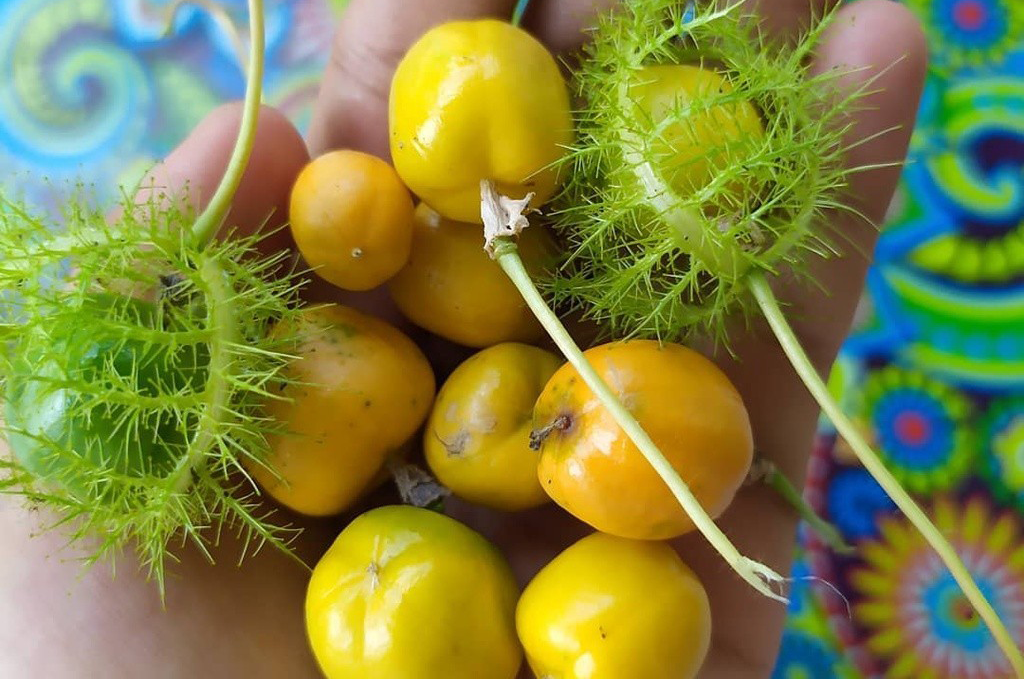 Buah Rambusa